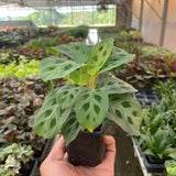 Maranta 'Leuconeura'
