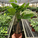Money Tree 'Guiana Chestnut' Pachira Braid