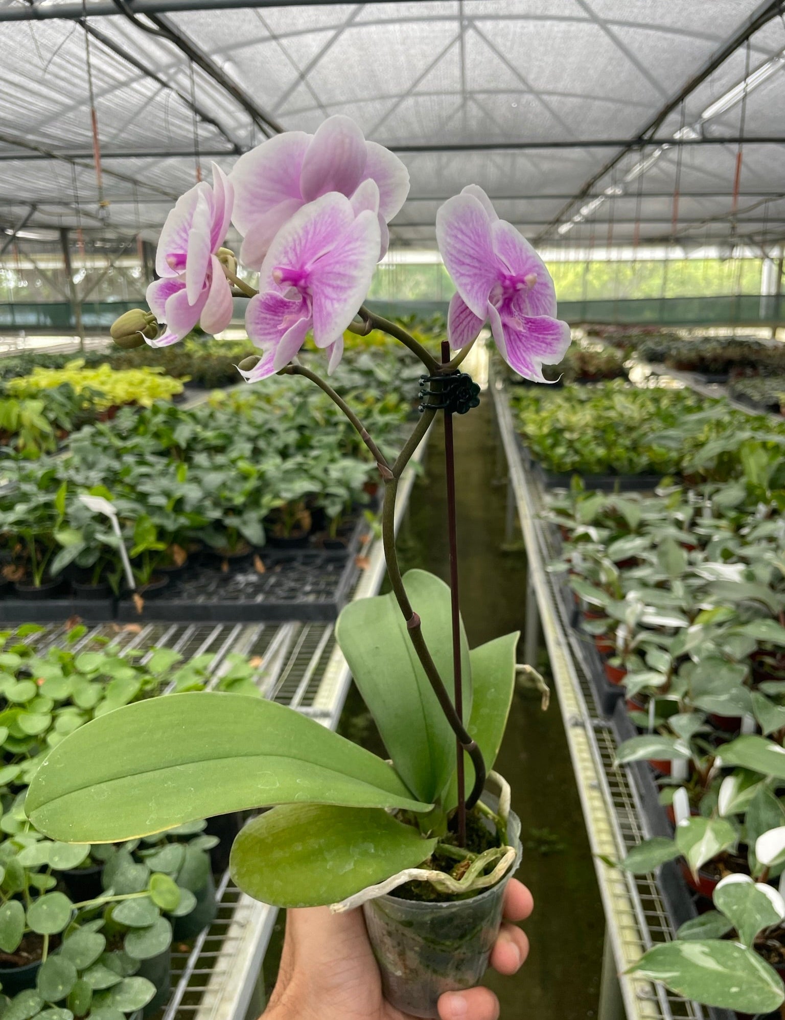 Orchid 'Light Pink Phalaenopsis'