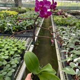 Orchid 'Purple Fucshia Phalaenopsis'