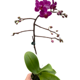 Orchid 'Purple Fucshia Phalaenopsis'