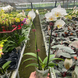 Orchid 'White Phalaenopsis'