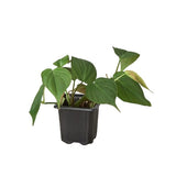 Philodendron 'Velvet' Mican