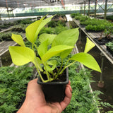 Pothos 'Neon'