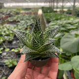 Gasteria Durban Succulent