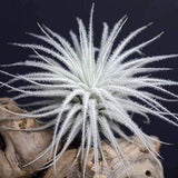 Tillandsia Tectorum