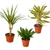 3 Different Dracaenas Variety Pack - 4" Pot