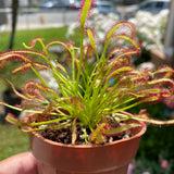 3" Drosera Capensis (Cape Sundew)