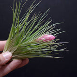 Tillandsia Cotton Candy