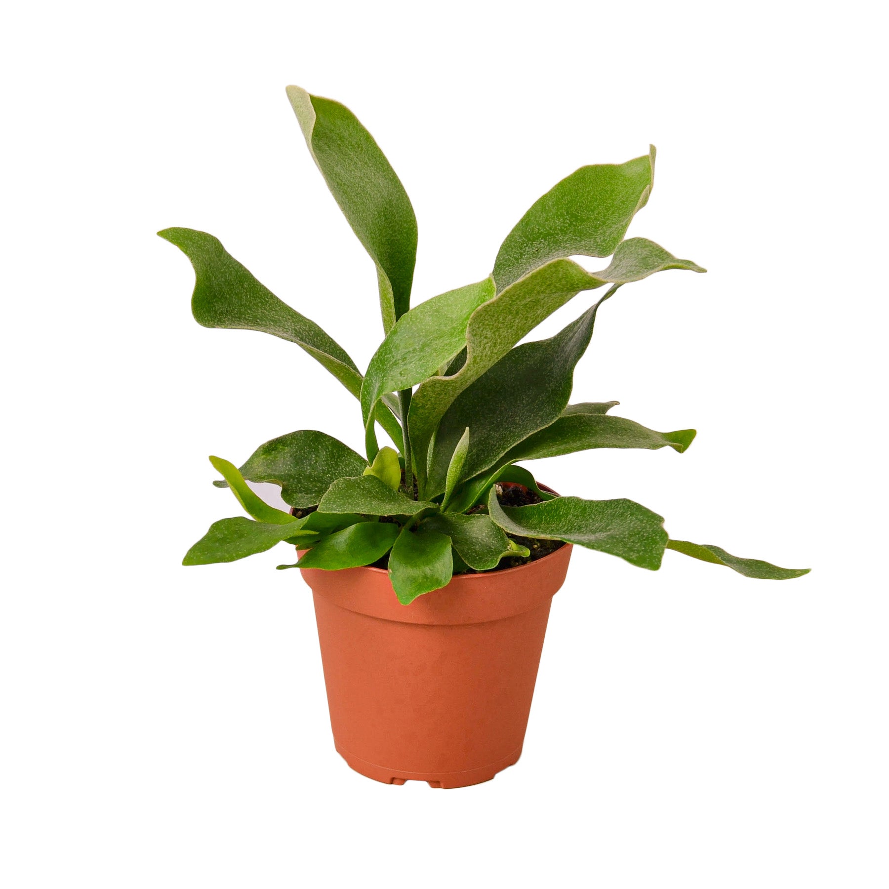 Staghorn Fern