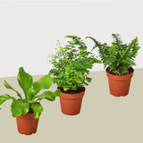 3 Fern Variety Pack - Live Plants - FREE Care Guide - 4" Pot - House Plant