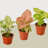 3 Different Syngonium Plants - Arrowhead Plants / 4" Pot / Live Plant