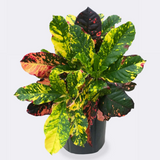 6" Croton Magnificent