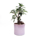 Channa Japanese Planter - 2 Colors