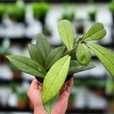 Hoya 'Crassipetiolata'