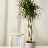 14” Marginata Dracaena Open Weave