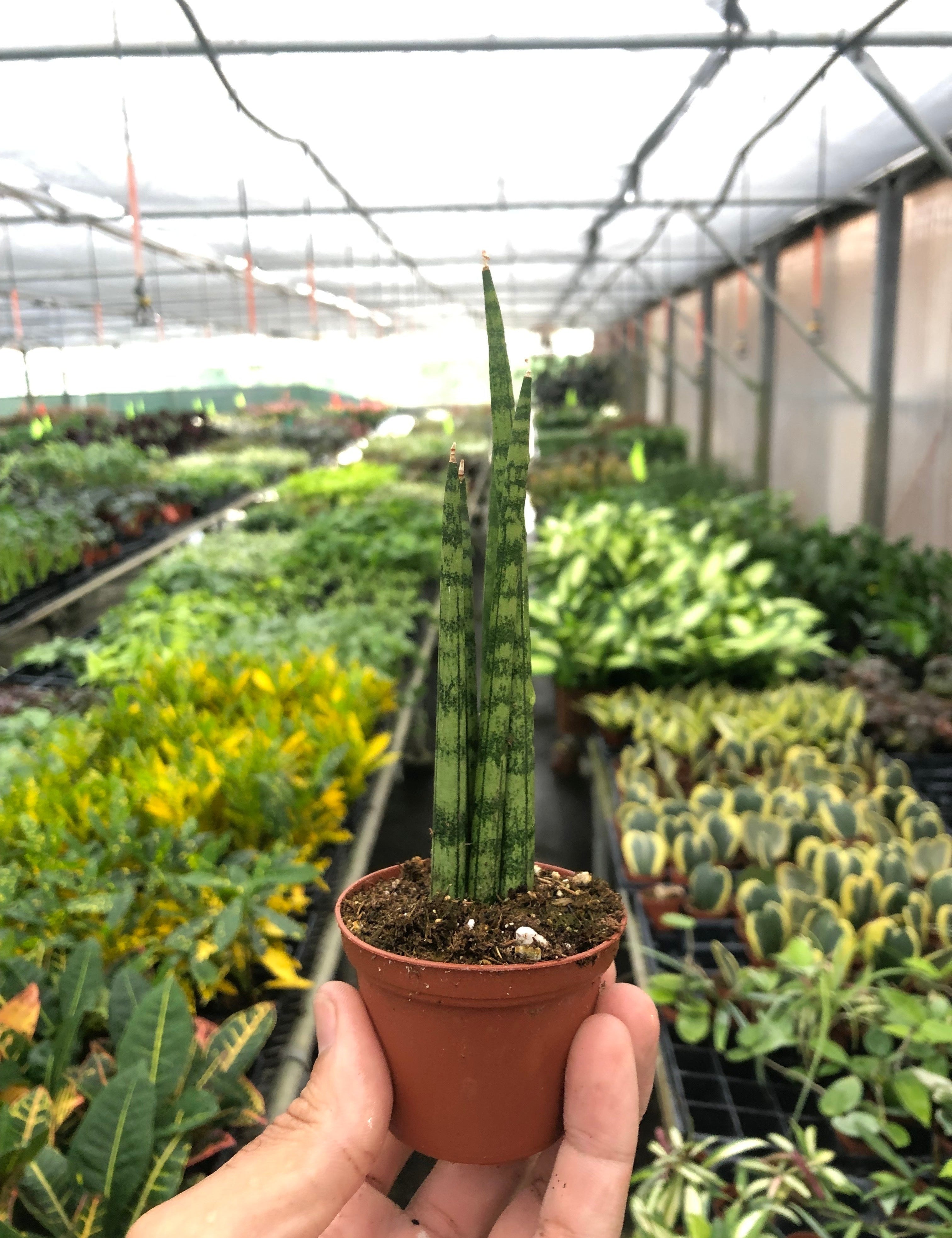 Snake Plant Cylindrica