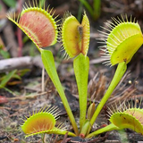 3" Venus Flytraps (Dionaea muscipula)