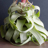 Tillandsia Streptophylla