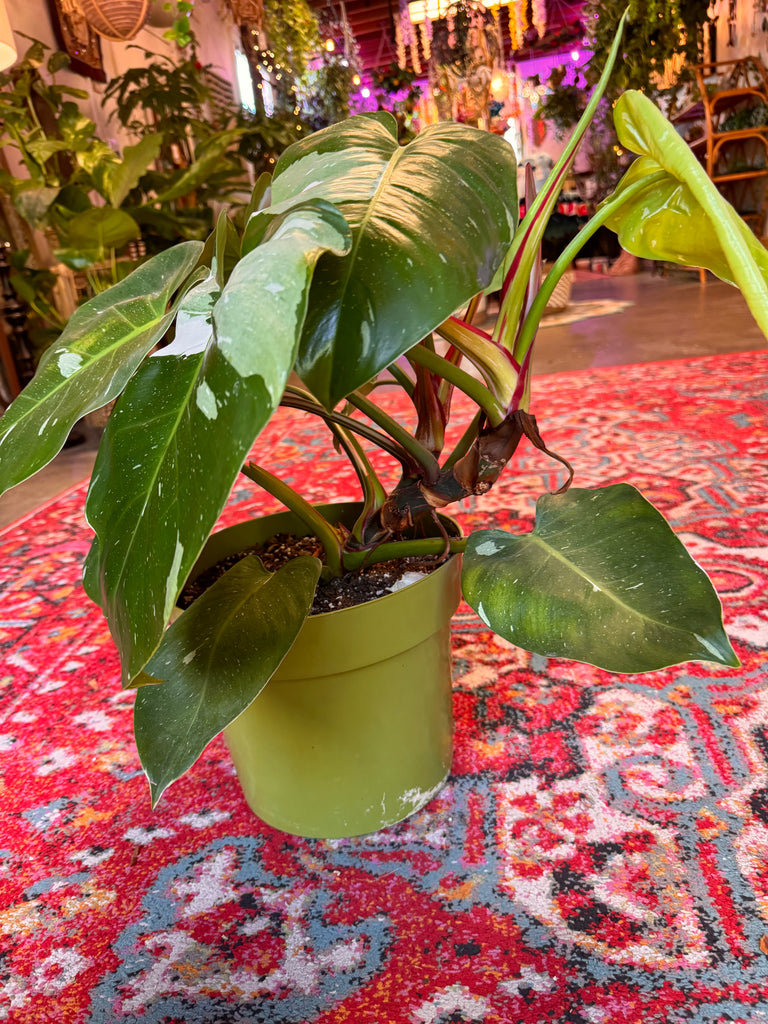 10" Philodendron White Knight