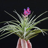 Tillandsia Aeranthos Stricta