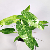 4" Philodendron Jose Bueno