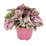 4" Hypoestes Phyllostachya (Polka Dot Plant 'Light Pink Splash')