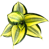 4" Sansevieria Gold Star