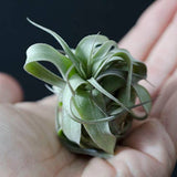 Tillandsia Streptophylla