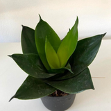 4" Sansevieria Hanaii Jade Star