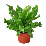 4" Plants - 4 Styles