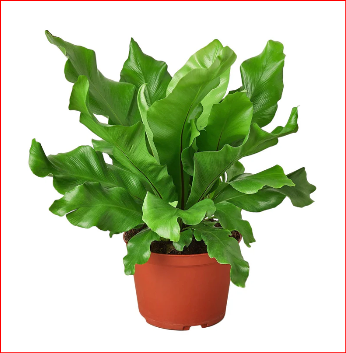 4" Plants - 4 Styles