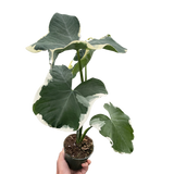 Alocasia 'Mickey Mouse' (Xanthosoma sagittifolium 'Variegatum Monstrosum')