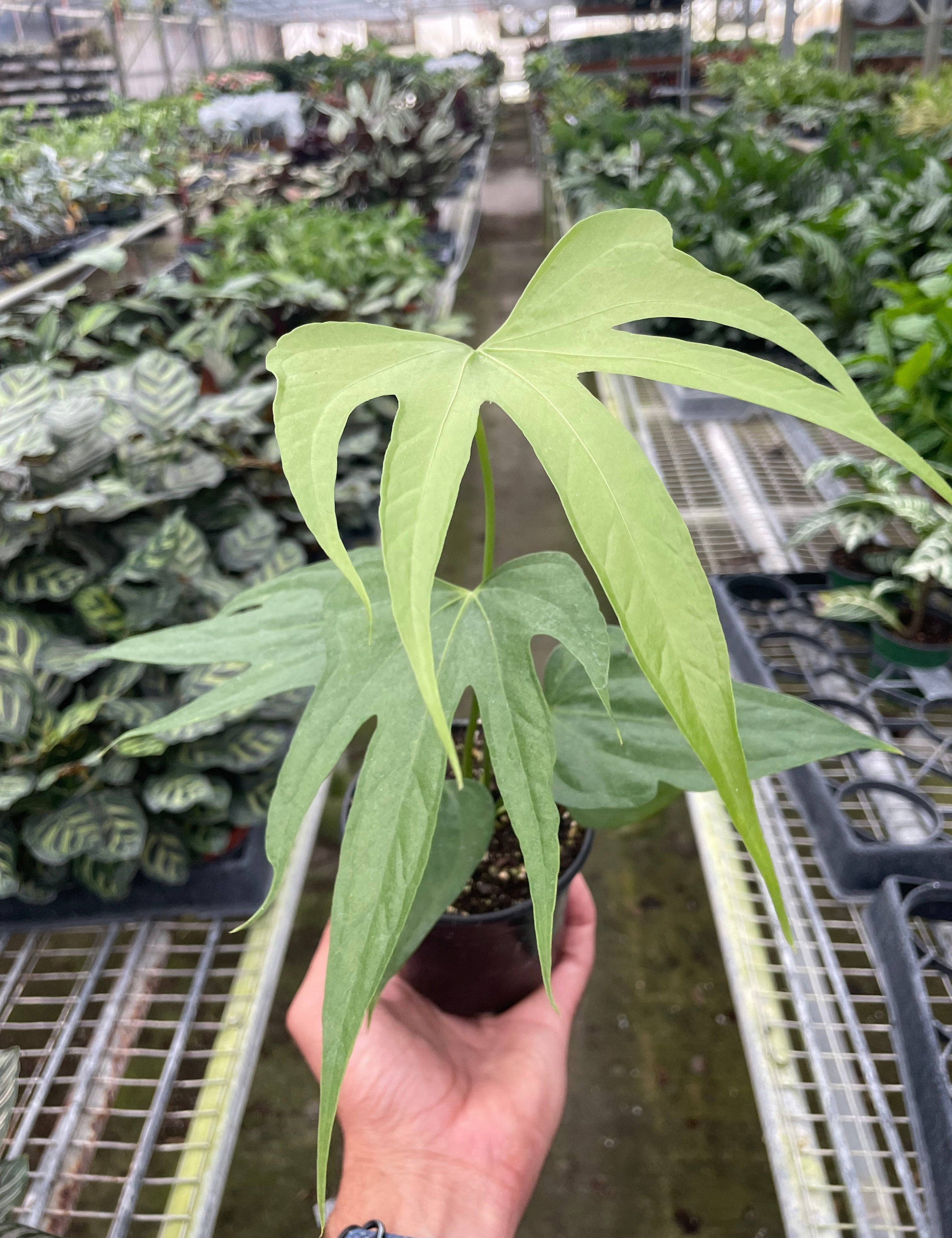 Anthurium Fingers
