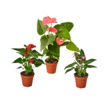 3 Anthurium Variety Pack- All Different Colors - 4" Pots
