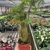 Aralia Ming Stump Plant