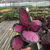 Calathea 'Purple Rose'