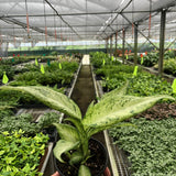 Dieffenbachia 'Camouflage'