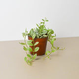 4" Dischidia Million Hearts