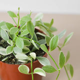 4" Dischidia Million Hearts