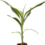 6" Dracaena 'Sanderiana'