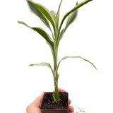 6" Dracaena 'Sanderiana'