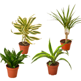 4 Different Dracaenas Variety Pack - Live House Plant - FREE Care Guide - 4" Pot