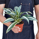 4" Dracaena 'Warneckii White Jewel'