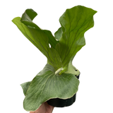 Fern 'Elephant'