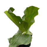 Fern 'Elephant'