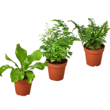 3 Fern Variety Pack - Live Plants - FREE Care Guide - 4" Pot - House Plant