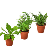 3 Fern Variety Pack - Live Plants - FREE Care Guide - 4" Pot - House Plant