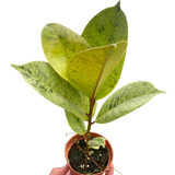 Ficus 'shivereana' (Moonshine)