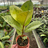 Ficus 'shivereana' (Moonshine)